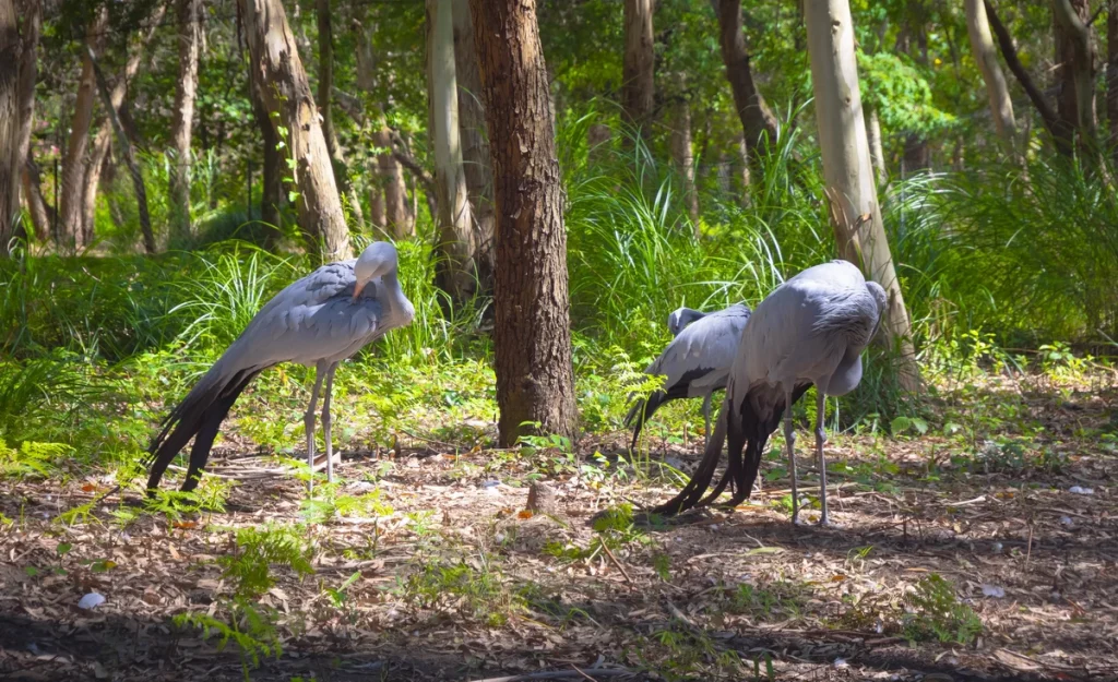 Shekvetili Dendrological-blue-cranes